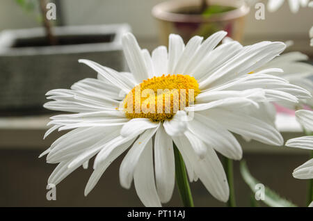 L'été large white ou chrysanthèmes marguerites gerberas ou close up sous le soleil. Banque D'Images