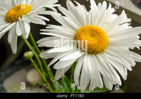 L'été large white ou chrysanthèmes marguerites gerberas ou close up sous le soleil. Banque D'Images