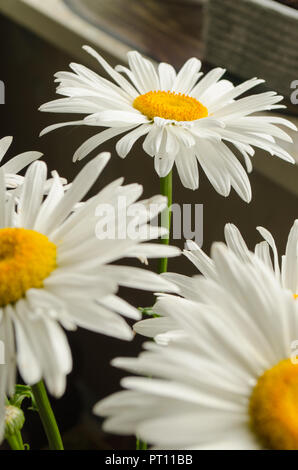 L'été large white ou chrysanthèmes marguerites gerberas ou close up sous le soleil. Banque D'Images