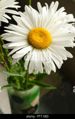 L'été large white ou chrysanthèmes marguerites gerberas ou close up sous le soleil. Banque D'Images