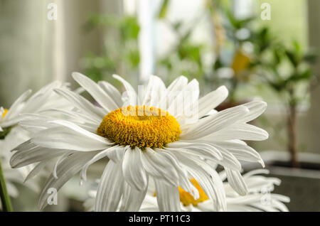 L'été large white ou chrysanthèmes marguerites gerberas ou close up sous le soleil. Banque D'Images