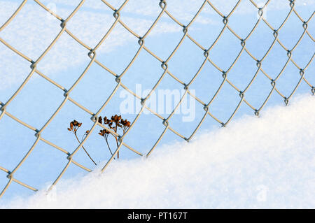 Plante sèche à côté de chainlink fence in snow Banque D'Images