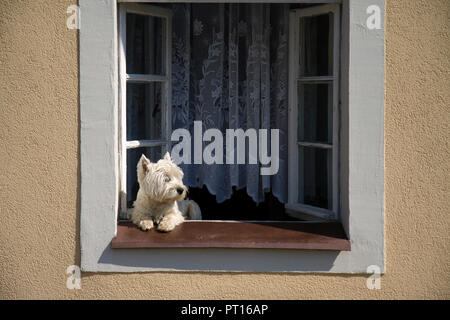 West Highland White Terrier assis dans la fenêtre ouverte. Banque D'Images