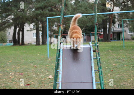 Belle fluffy cat play orange vif en automne journée chaude Banque D'Images