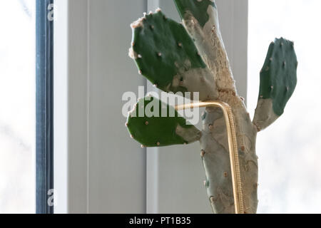 Cactus sur le seuil de fenêtre avec support. Plante intérieure sur fond blanc Banque D'Images