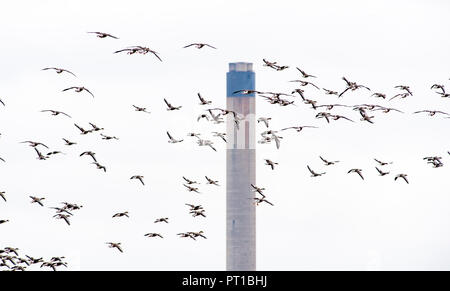 Rainham Marshes Essex UK Oct 2018- Oies cendrées Anser anser en vol au dessus des marais de la réserve RSPB Rainham photographie prise par Simon Dack Banque D'Images