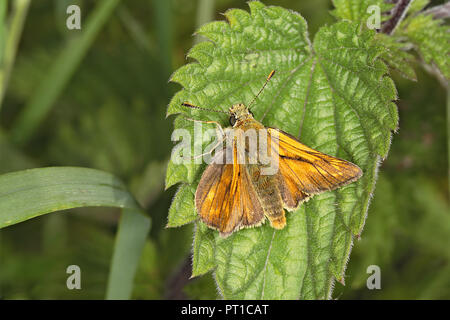 Grand Skipper (Ochlodes sylvanus) mâle reposant sur leaf meadow Cheshire UK juin 51504 Banque D'Images