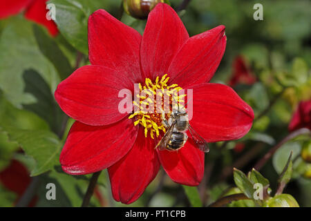 Carder la laine, Bee (Le) manicatum sur Dahlia fleur en jardin Cheshire UK Juillet 55462 Banque D'Images
