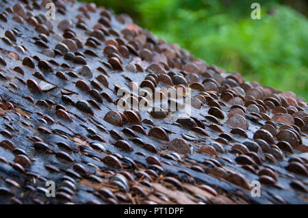 Fallen journal utilisé comme argent ou Wishing Tree à Tarn Hows avec des milliers de décimal en cuivre, 1 penny et twopenny coins martelés dans son écorce pour la chance Banque D'Images