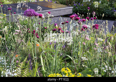 Pont en bois sombre de style Prairie, promenade de plantation Allium hollandicum 'Purple Sensation', Cirsium rivulare 'Atropurpureum', Myrrhis odorata, Euphorbia Banque D'Images