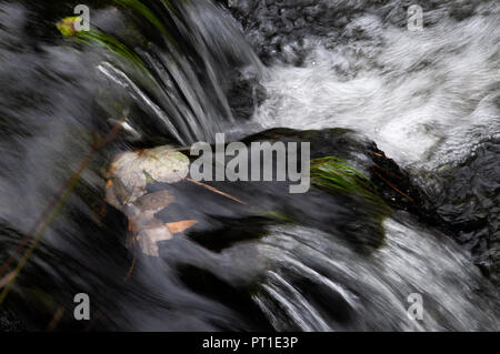 Cours d'eau rapide sur les roches moussues tumbling et de feuilles dans une petite cascade écumeuse. Banque D'Images