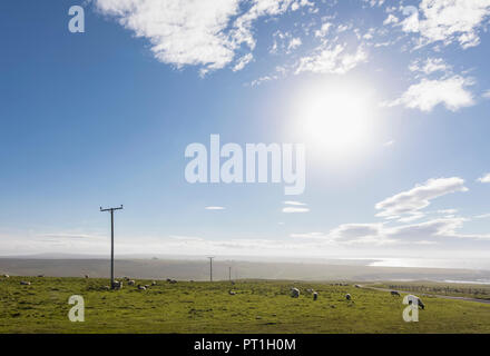 Royaume-uni, Ecosse, Caithness, côte de Duncansby Head, les moutons au pâturage Banque D'Images