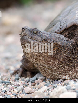 Tortue serpentine chef close up dans son environnement. Banque D'Images