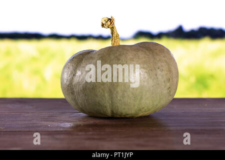 L'un gris bleu frais entier pumpkin nagy dobosi variété avec champ de blé vert en arrière-plan Banque D'Images