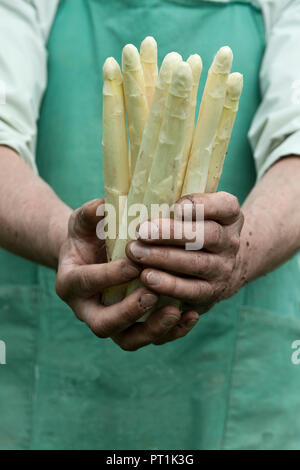 Man holding bundle of organic green asparagus in hands Banque D'Images