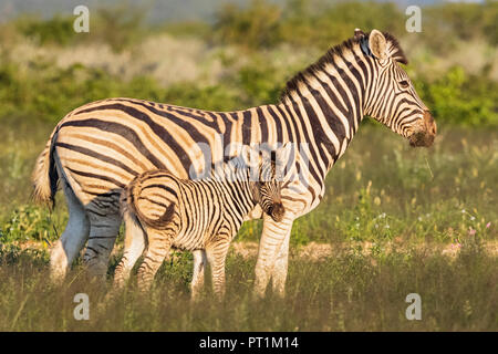 L'Afrique, la Namibie, Etosha National Park, burchell Equus quagga burchelli zèbres,, Mère et jeune animal Banque D'Images