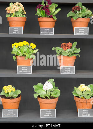 Étagères en bois noir avec exposition de théâtre Primula auricula, pots en terre cuite Banque D'Images