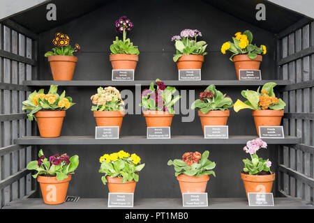 Étagères en bois noir avec exposition de théâtre Primula auricula, pots en terre cuite Banque D'Images