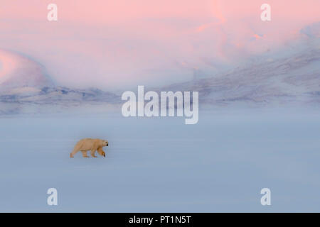 L'ours polaire (Ursus maritimus) dans Billefjorden, près de Pyramiden, dans l'ouest de l'île de Spitsbergen, Svalbard, Banque D'Images