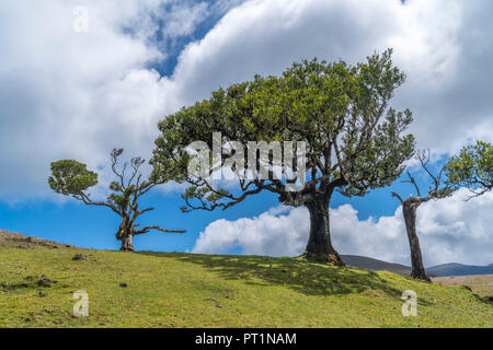 Laurel arbres dans la forêt Laurisilva, UNESCO World Heritage Site, fanal, Porto Moniz, municipalité de la région de Madère, Portugal, Banque D'Images