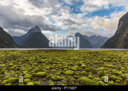 En roches couvertes d'algues vertes sur la plage du Milford Sound avec la marée basse, Fiordland NP, Southland Southland district, région, île du Sud, Nouvelle-Zélande, Banque D'Images