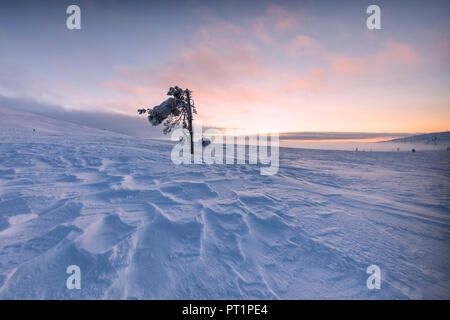 Arbre généalogique surgelés isolé au coucher du soleil, Parc National Pallas-Yllastunturi, Muonio, Laponie, Finlande Banque D'Images