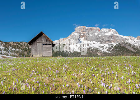 Piazza Prato / Plätzwiese, Dolomites, Tyrol du Sud, Italie, le crocus au printemps fleurissent sur la Piazza Prato, en arrière-plan la Croda Rossa Banque D'Images