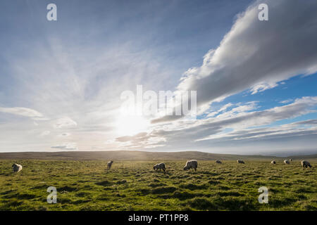 Royaume-uni, Ecosse, Caithness, côte de Duncansby Head, les moutons au pâturage Banque D'Images