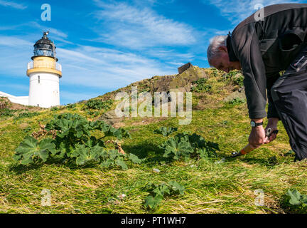 Fidra Island, Firth of Forth, Écosse, Royaume-Uni, 5 octobre 2018. Le personnel et les bénévoles de la Royal Society for protection of Birds se rendent au Fidra pour couper la malow d'arbre, une plante envahissante non indigène sur les îles Firth of Forth, qui empêche les maffins en voie de disparition de créer des terriers. Les excursions ont lieu au printemps et en automne, avant et après le nid des macareux. Le voyage d'aujourd'hui a profité d'une chaude journée ensoleillée avec un ciel bleu. Un homme coupe une allow d'arbre avec des cisailles devant le phare de Fidra Banque D'Images