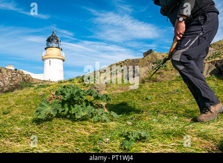 Fidra Island, Firth of Forth, Écosse, Royaume-Uni, 5 octobre 2018. Le personnel et les bénévoles de la Royal Society for protection of Birds se rendent au Fidra pour couper la malow d'arbre, une plante envahissante non indigène sur les îles Firth of Forth, empêchant les maffins en voie de disparition de créer des terriers. Les excursions ont lieu au printemps et en automne, avant et après le nid des macareux. Le voyage d'aujourd'hui a profité d'une chaude journée ensoleillée avec un ciel bleu. Un homme qui coupe une allow d'arbre avec des cisailles devant le phare de Fidra Banque D'Images