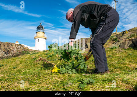 Fidra Island, Firth of Forth, Écosse, Royaume-Uni, 5 octobre 2018. Le personnel et les bénévoles de la Royal Society for protection of Birds se rendent au Fidra pour couper la malow d'arbre, une plante envahissante non indigène sur les îles Firth of Forth, empêchant les maffins en voie de disparition de créer des terriers. Les excursions ont lieu au printemps et en automne, avant et après le nid des macareux. Le voyage d'aujourd'hui a profité d'une chaude journée ensoleillée avec un ciel bleu. Un homme qui coupe une allow d'arbre avec des cisailles devant le phare de Fidra Banque D'Images