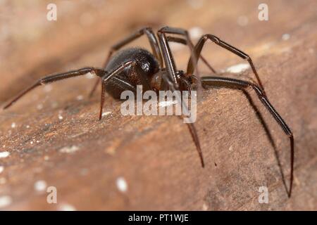 Faux ou de veuve noire araignée Steatoda grossa placard (femelle) dans un abri de jardin. Quatre écoles ont été fermées dans l'Est de Londres sur 3.10.18 pour être fumigés en raison d'une épidémie de faux nobles (la veuve Steatoda nobilis), le plus araignée venimeuse au Royaume-Uni, ce qui est arrivé au Royaume-Uni en navires de fret depuis les îles Canaries autour il y a 150 ans. Il y a 5 espèces d'autres faux veuve au Royaume-Uni, y compris l'armoire araignée dans cette image, dont la morsure peut également être douloureux pour l'homme, bien que le risque d'aucune de ces araignées est petite car ils sont timides et ne ferait que mordre si provoqué. Banque D'Images