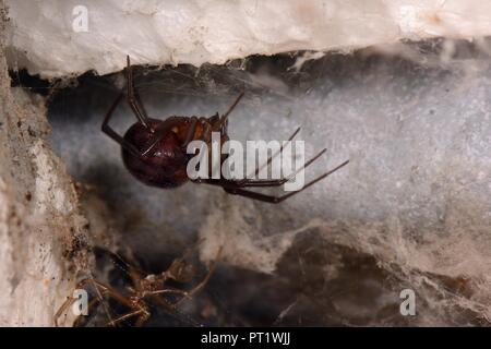 Faux ou de veuve noire araignée Steatoda grossa placard (femelle) accroché dans son site web dans un abri de jardin. NB 4 East London écoles étaient fermées le 3.10.18 à être fumigés en raison d'une épidémie de faux nobles (la veuve Steatoda nobilis), le plus araignée venimeuse au Royaume-Uni, ce qui est arrivé au Royaume-Uni en navires de fret depuis les îles Canaries autour il y a 150 ans. Il y a 5 espèces d'autres faux veuve au Royaume-Uni, y compris l'armoire araignée dans cette image, dont la morsure peut également être douloureux pour l'homme, bien que le risque d'aucune de ces araignées est petite car ils sont timides et ne ferait que mordre si provoqué Banque D'Images