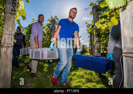 Littlehampton, Angleterre. 5 octobre 2018. Les travailleurs forment une chaîne humaine pour porter le raisins cueillis dans des boîtes sur le tracteur, pour ensuite être prises pour appuyer les travailleurs roumains de saison - démarrer, ce qui semble susceptible d'être, une récolte exceptionnelle des raisins qui feront Ambriel mousseux dans l'redfold vignoble, près de Littlehampton West Sussex. Crédit : Guy Bell/Alamy Live News Banque D'Images