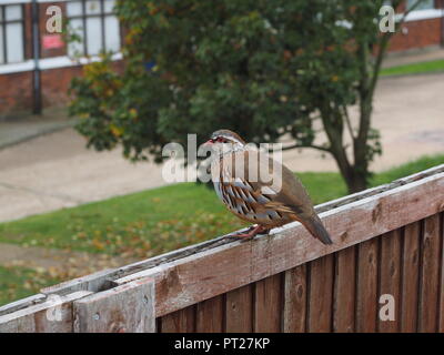 Sheerness, Kent, UK. 6 Oct, 2018. Météo France : une perdrix à pattes rouges se trouve sur une clôture sur un matin gris et couvert de Sheerness, Kent. Credit : James Bell/Alamy Live News Banque D'Images