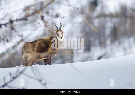 Mâle de chamois, Valsavarenche, vallée d'Aoste, Parc National du Gran Paradiso, Alpes italiennes, Italie Banque D'Images