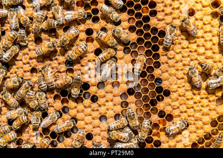 Les abeilles du miel, une production d'un produit typique de la vallée de Non, Trentino Italie Europe Banque D'Images