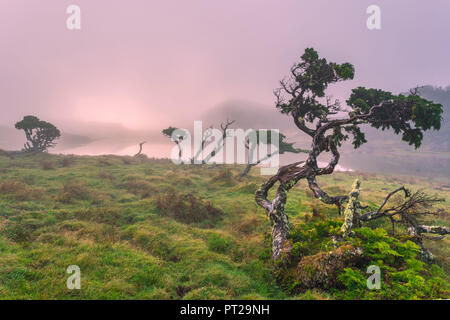 Açores Juniper tree Lagoa do Capitao contre nuages près du mont Pico, Sao Roque do Pico, l'île de Pico, Açores, Portugal Banque D'Images