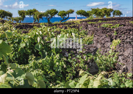 Vignobles à l'intérieur des parois de lave, Portugal, Açores, l'île de Pico Banque D'Images