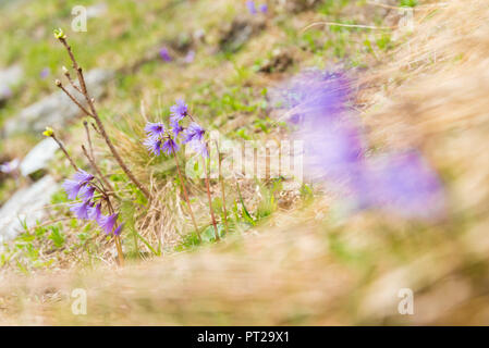 Soldanella alpina, Campiglia, vallée Valle Soana, Parc National du Gran Paradiso, Piémont, Province de Turin, Alpes italiennes, Italie Banque D'Images