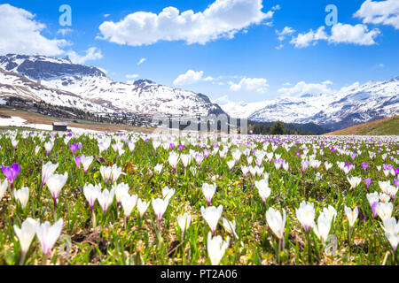 La floraison de Crocus à nivea Alp Flix, Alp Flix, Sur, Lac, Parc Ela, Région de l'Albula, Canton des Grisons, Suisse, Europe, Banque D'Images