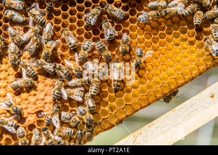 Les abeilles du miel, une production d'un produit typique de la vallée de Non, Trentino Italie Europe Banque D'Images