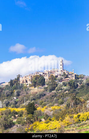 La floraison du mimosa fleurs à Bussana Vecchia, Sanremo, Province de Imperia, Ligurie, Italie, Europe, Banque D'Images