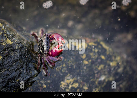 Close up d'un crabe Rose assis sur un rocher à l'intérieur de l'eau Banque D'Images