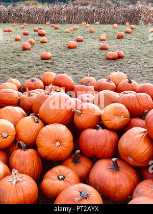 Tas de citrouilles à la citrouille Banque D'Images