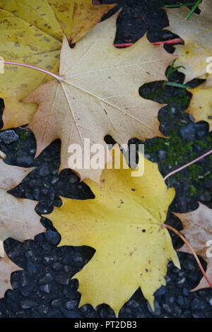 Automne feuilles d'érable à l'automne que la pluie et la rosée forme des gouttelettes d'eau. Banque D'Images