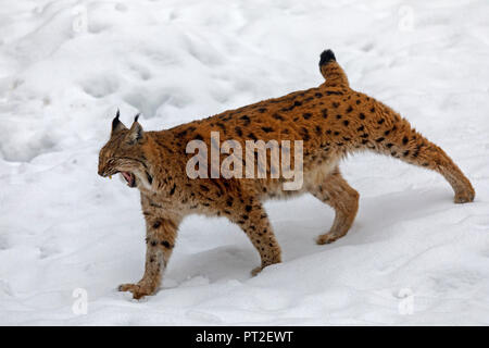 Le Lynx, lynx (Lynx), Lynx, captive, Allemagne Banque D'Images