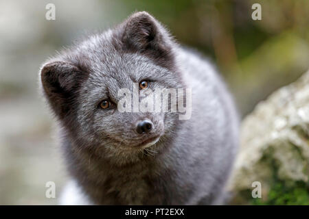 Le renard arctique, le renard polaire (Alopex lagopus), Banque D'Images