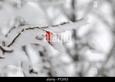 L'églantier couverte de neige au Schliffkopf, Parc National de la Forêt-Noire, dans le Nord de la Forêt Noire, Forêt Noire High Road, Bade-Wurtemberg, Allemagne Banque D'Images