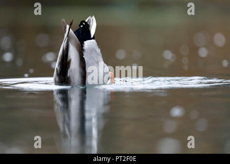 Mallard (Anas platyrhychos,), l'Allemagne, de la faune Banque D'Images